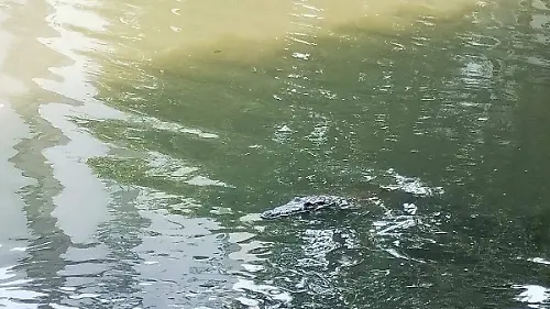 Lagarto2 copia
