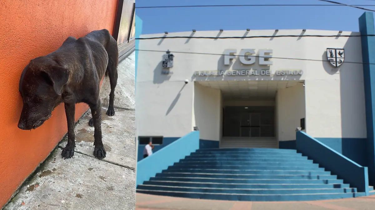 Fiscalía Tabasco-maltrato animal