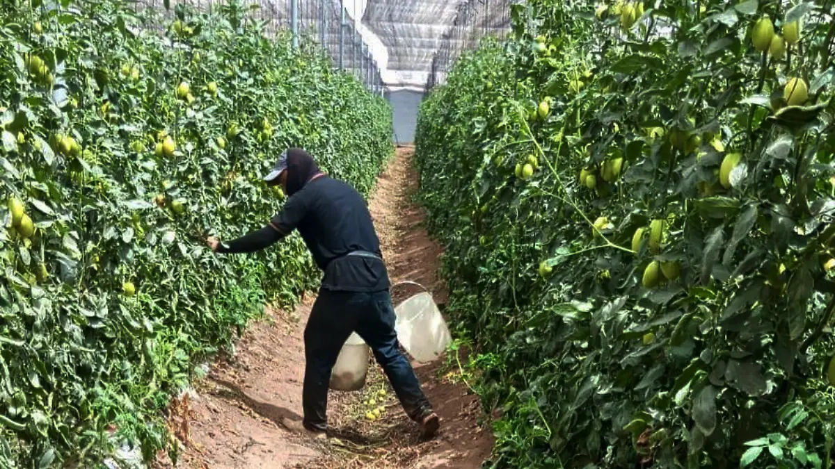 Cultivo tomate