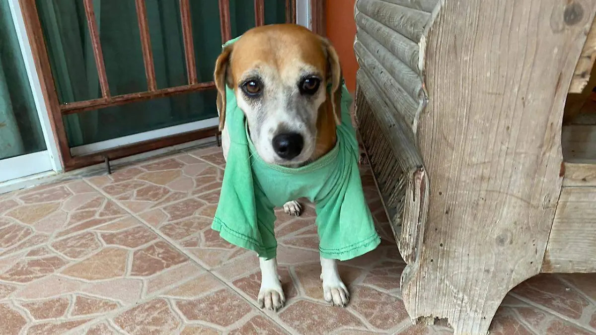perro paseo