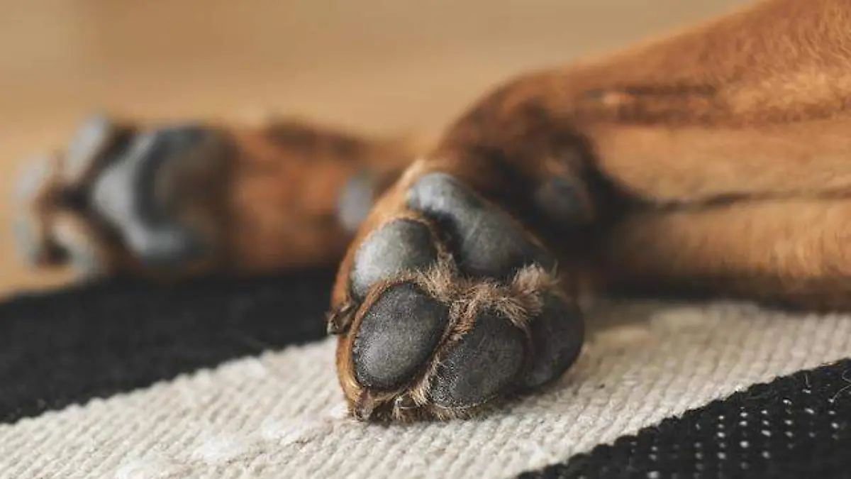 pata de perro