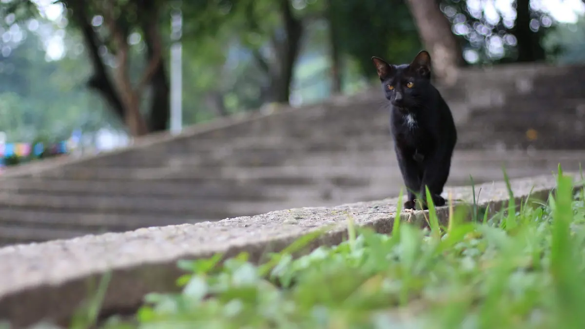 GATOS TOMAS GARRIDO-IVAN SANCHEZ (17)