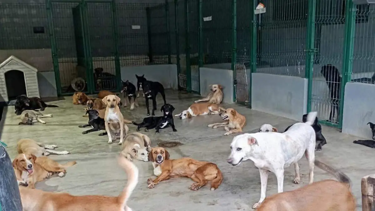perros 1
