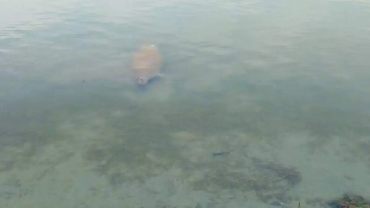 manati 1