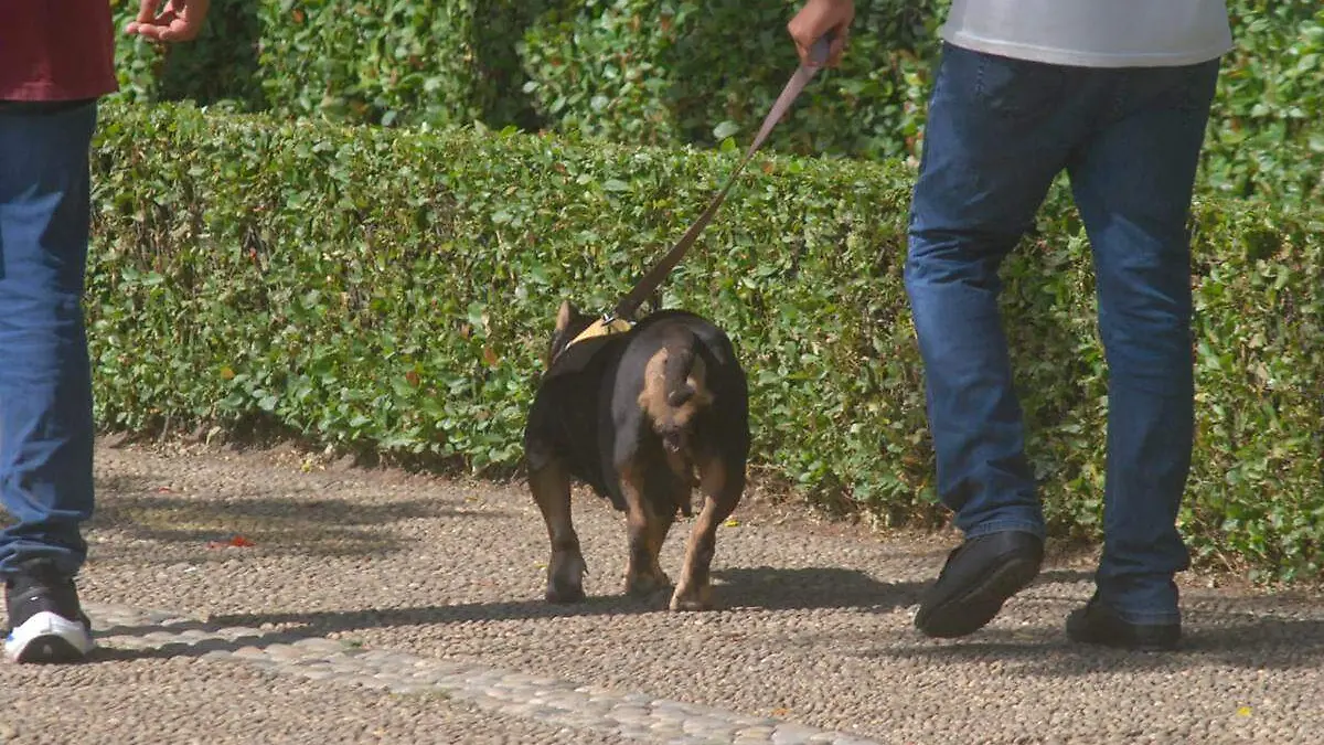 Persona-Paseando-A-Su-Perrito copia