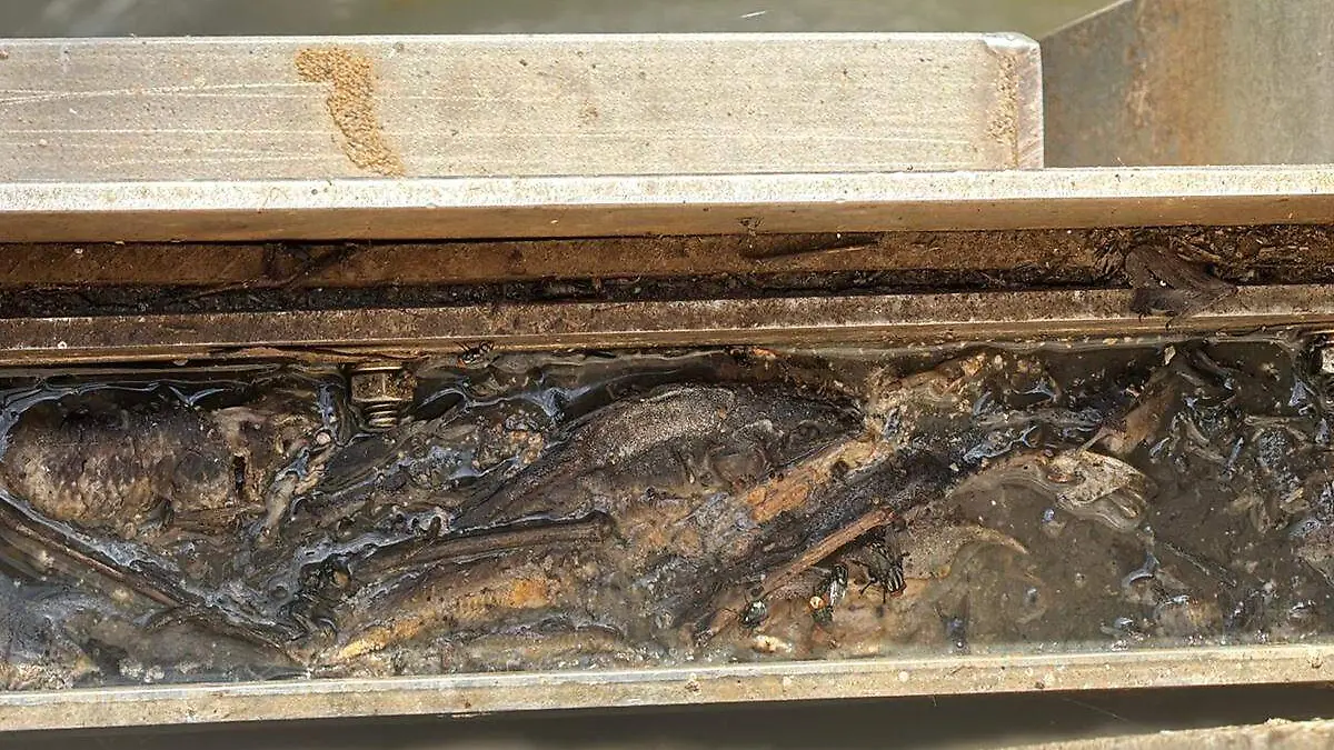 Pescado-Muerto-Al-Borde-De-La-Compuerta