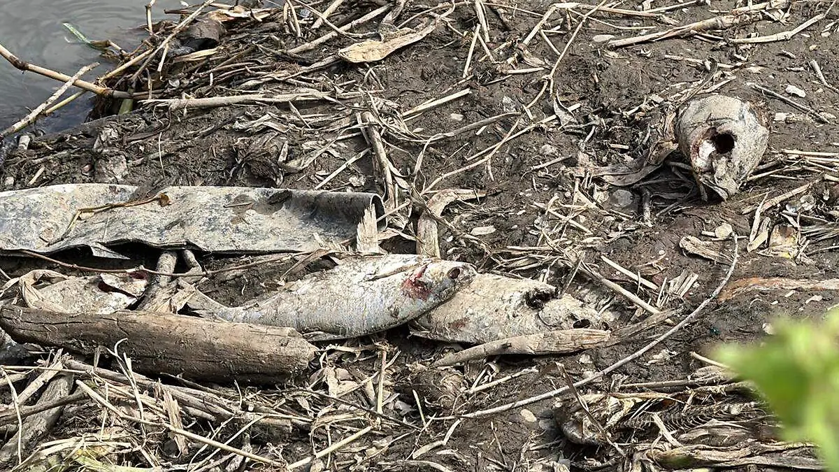 Cementerio-De-Peces-Muertos