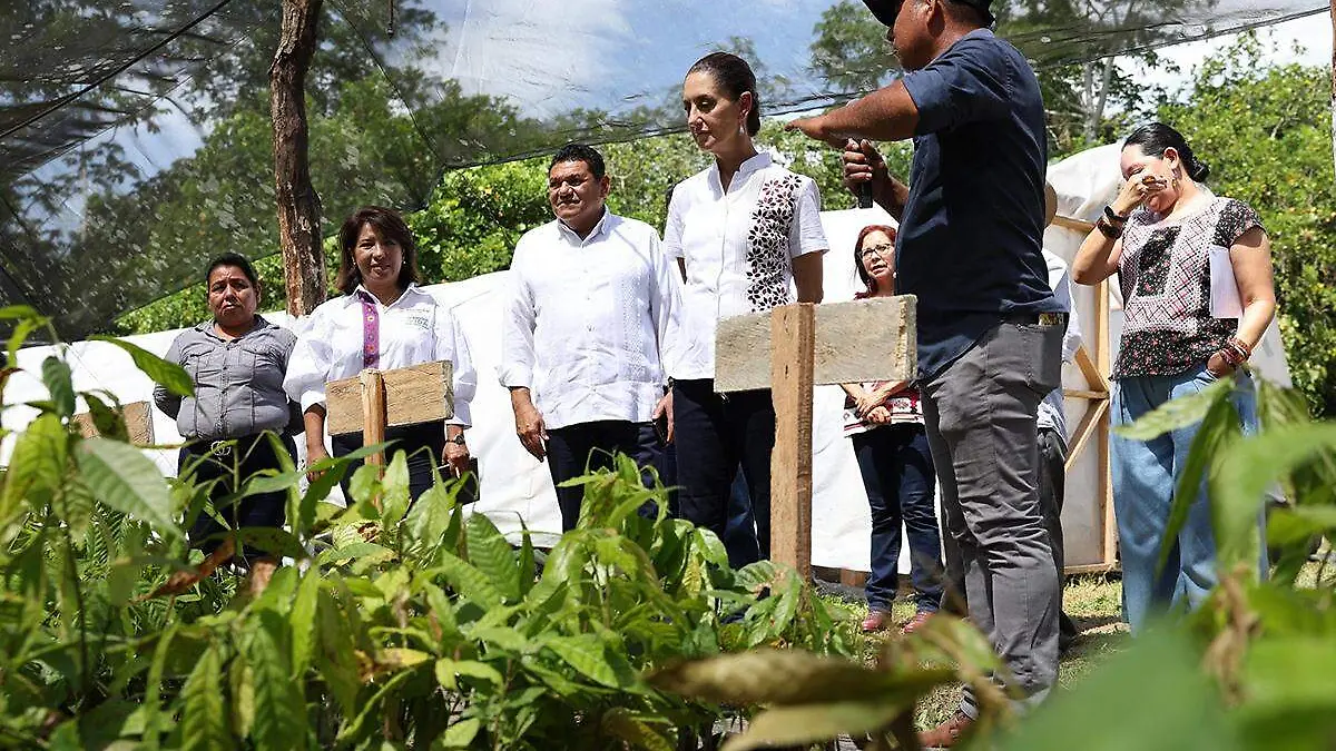 Vista-De-Presieenta-A-Vivero-De-Cacao copia