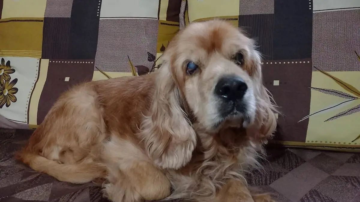 perro