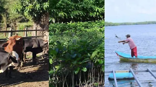 Ganadería-Campo-Pesca
