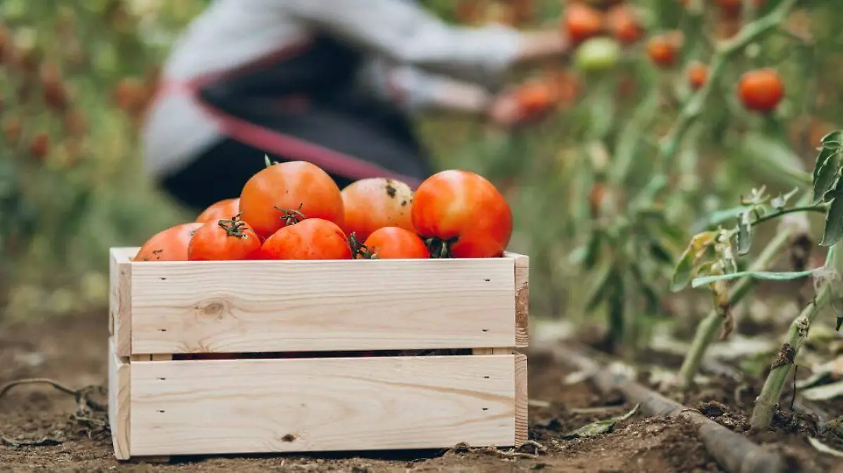 tomate