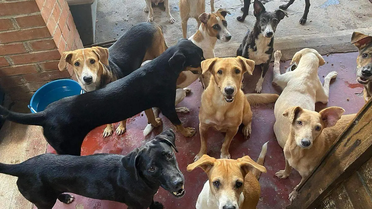 perros