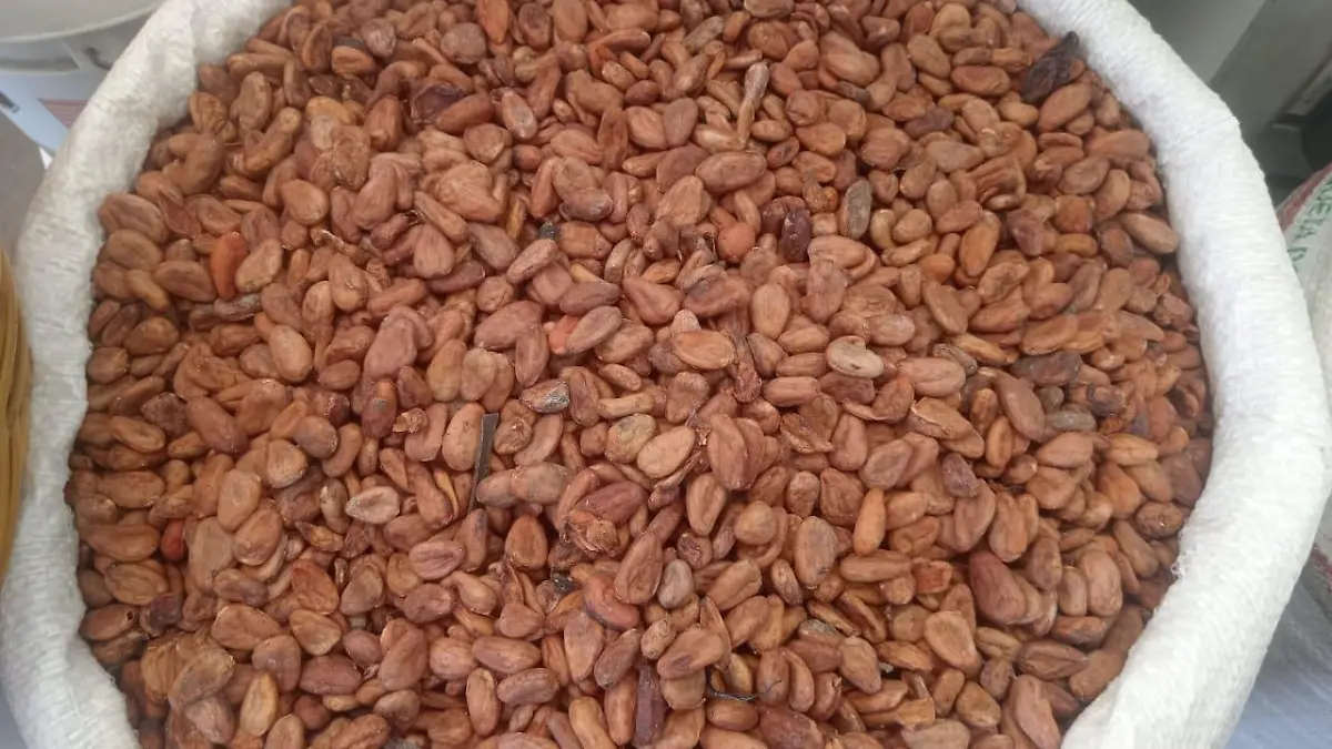 cacao 1