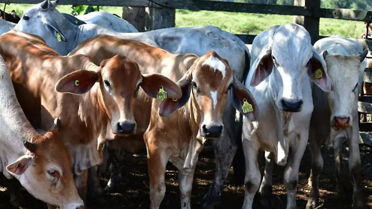 Ganado-Bobino-En-Tabasco