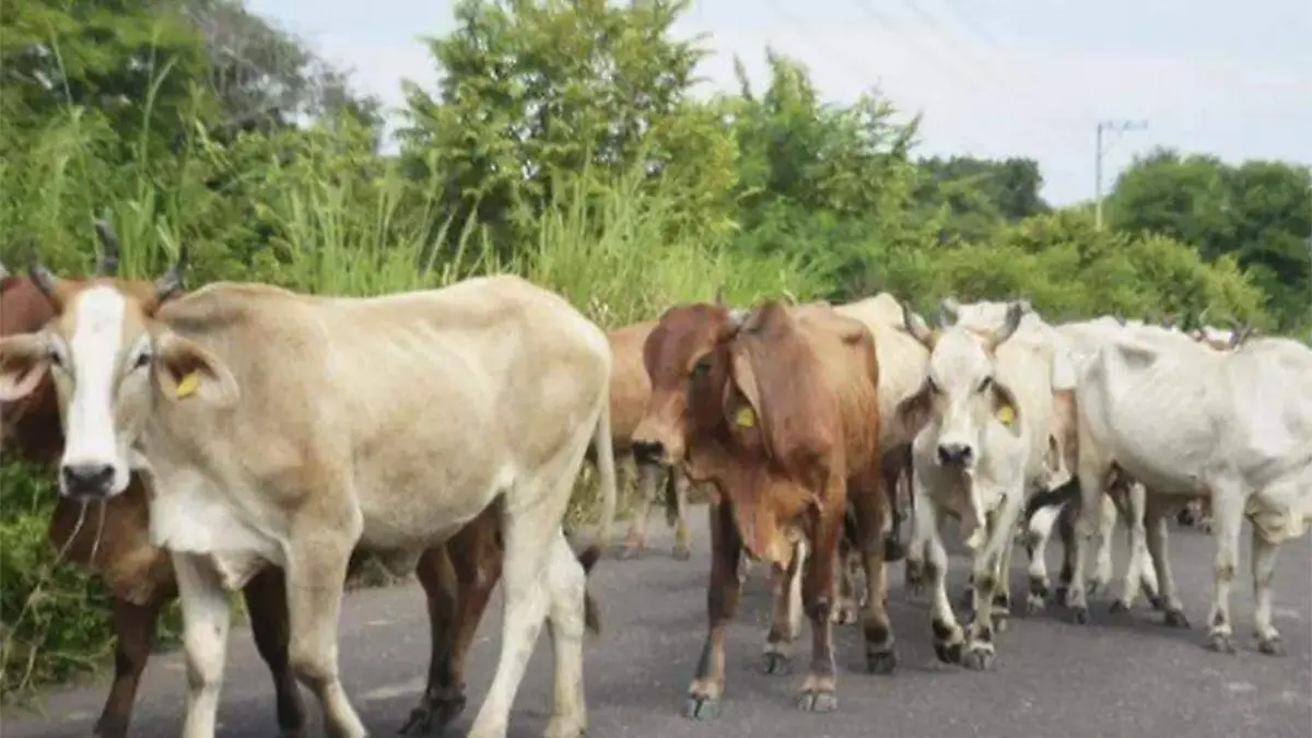 Ganado-Caminando-En-Una-Carretera