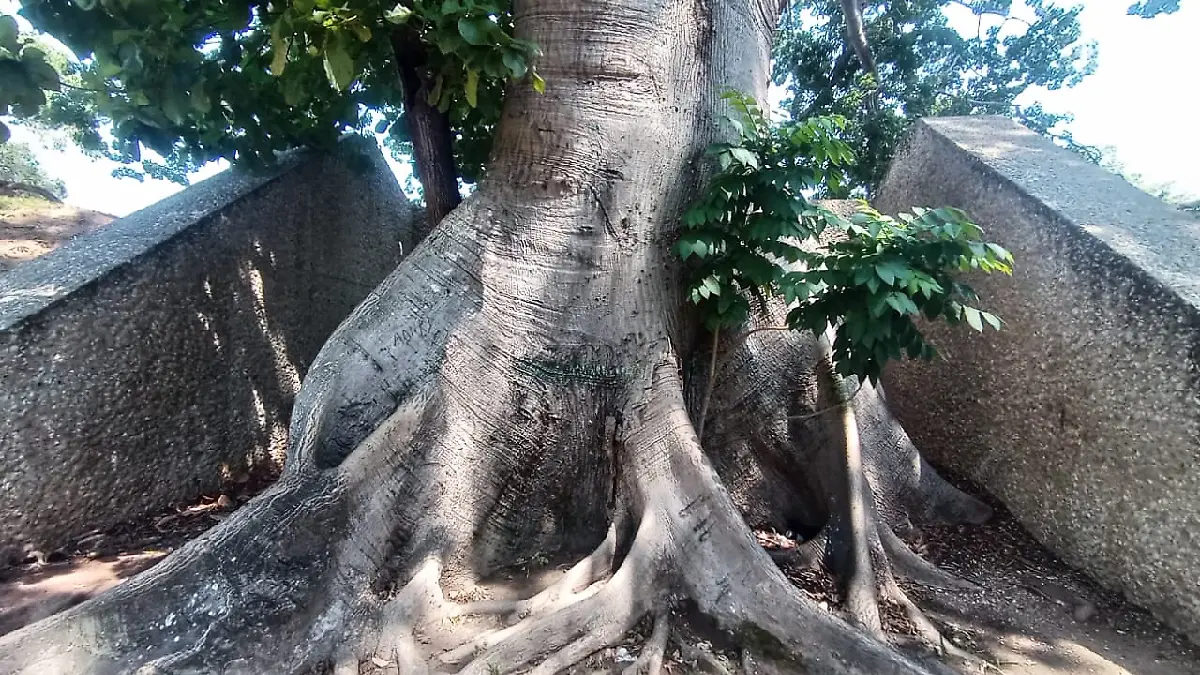 arbol antiguo