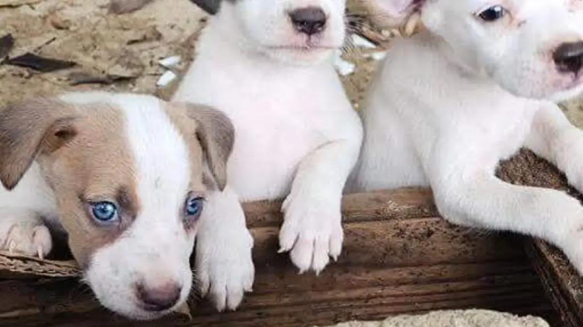 perritos