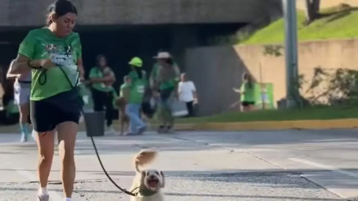 perritos