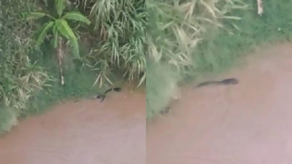nutria grijalva