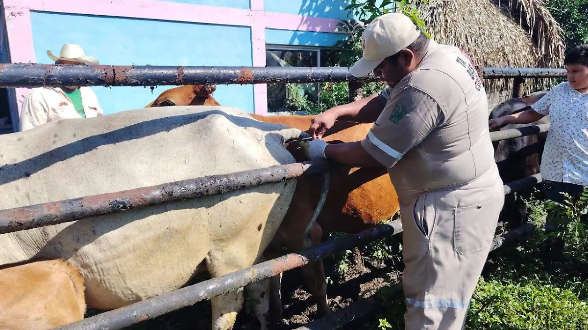 medicos veterinarios