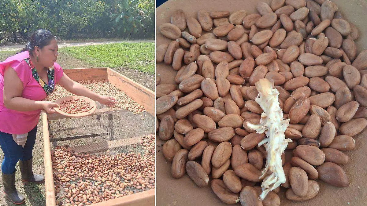 cacao 3, agricultura, chocolate