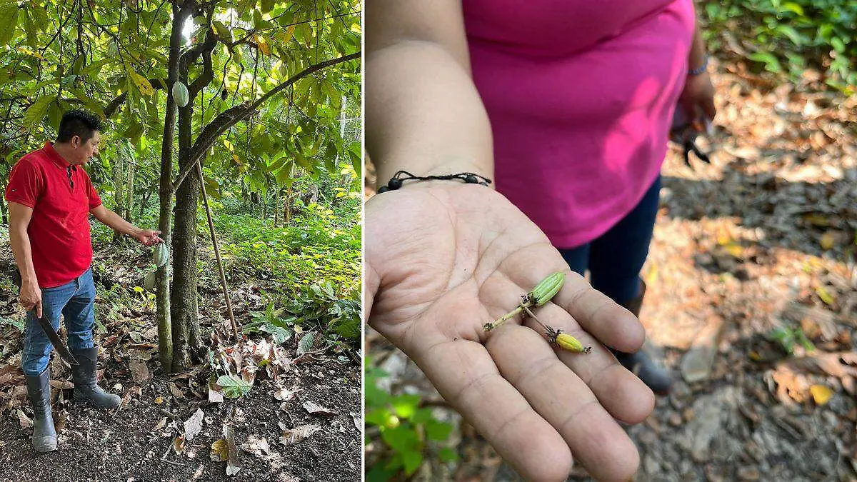 cacao 2, agricultura, chocolate