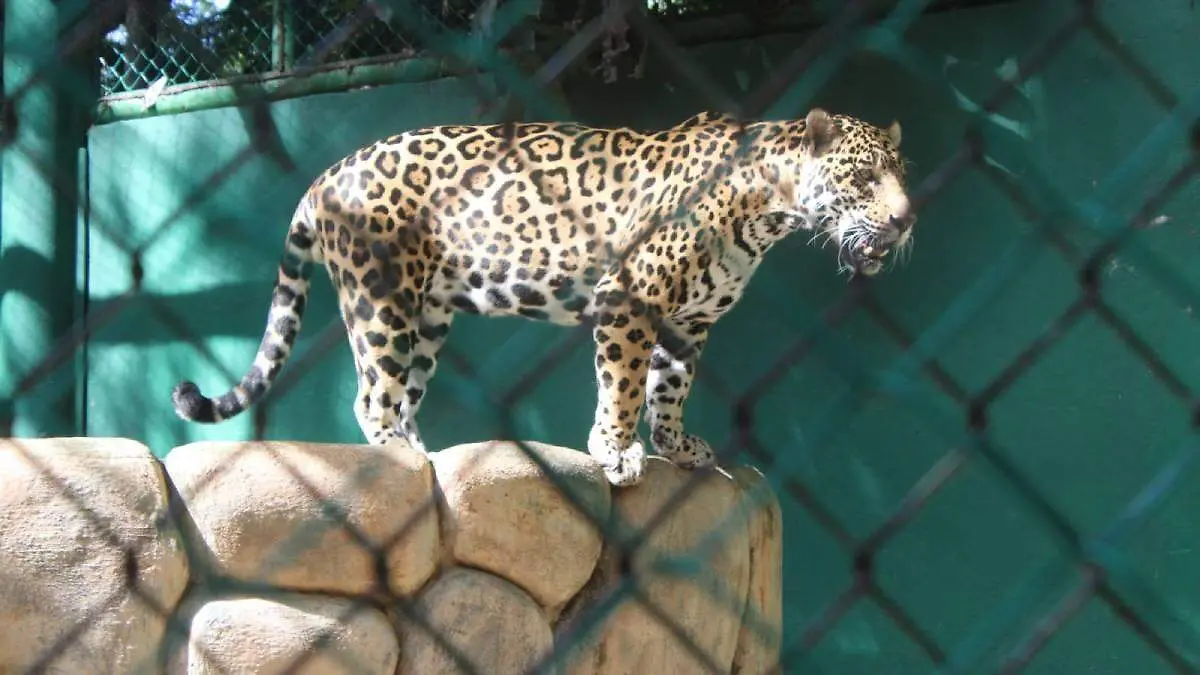 Juaguar-En-Parque-Museo-La-Venta