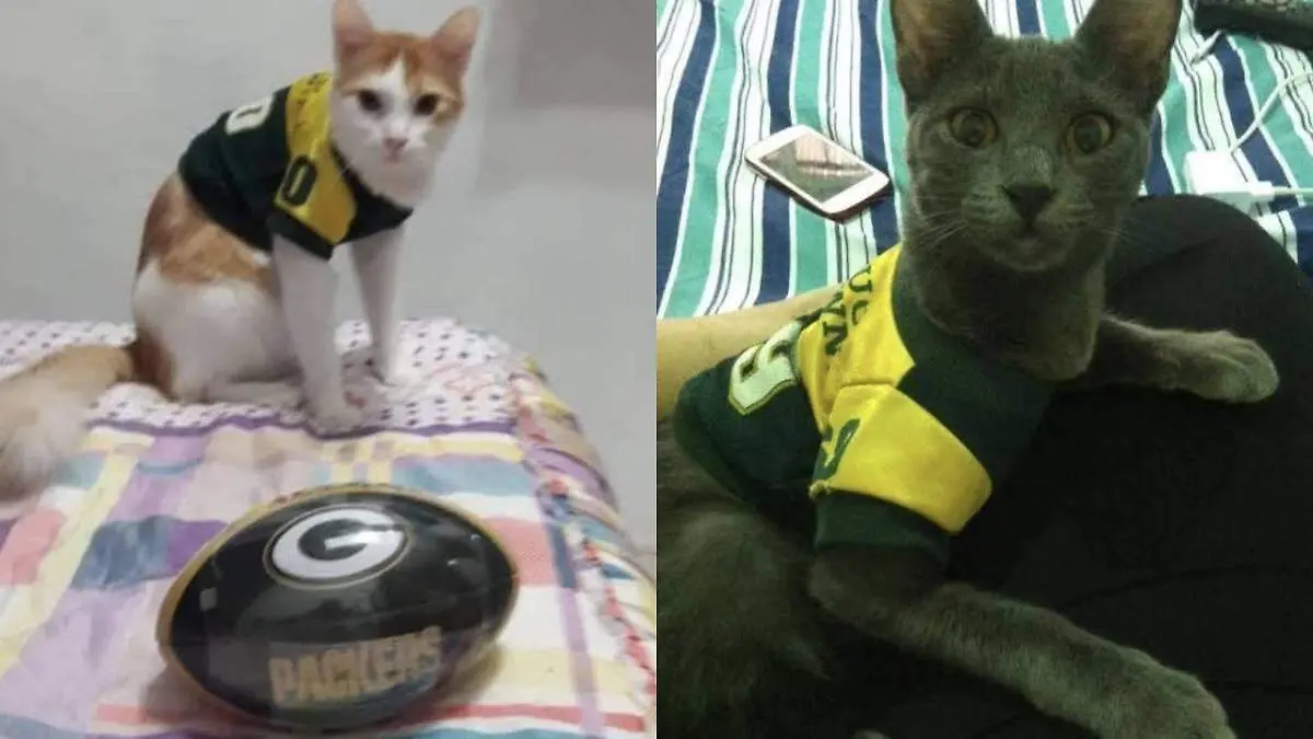 Gatos-Aficionados-A-La-NFL