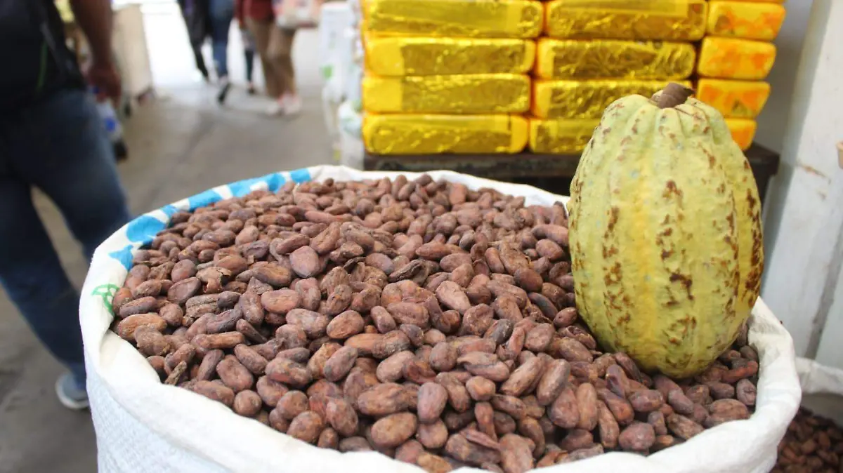 cacao fermentado