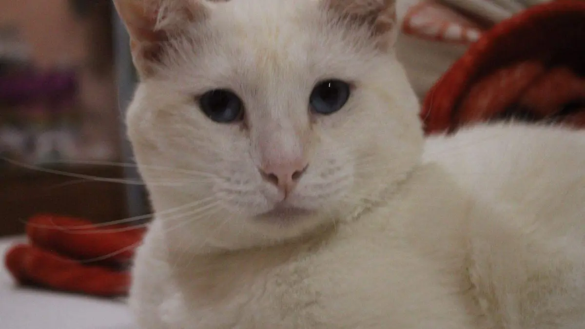 Gato Blanco Día