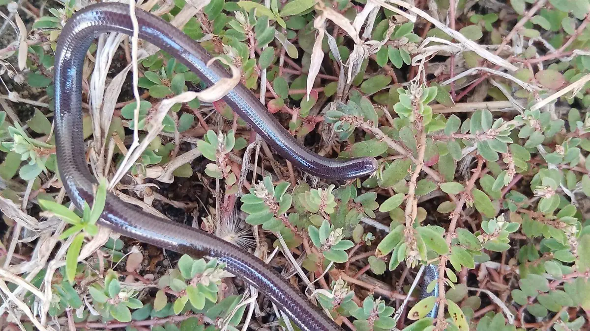 ciencia, animales, descubrimientos, reptiles