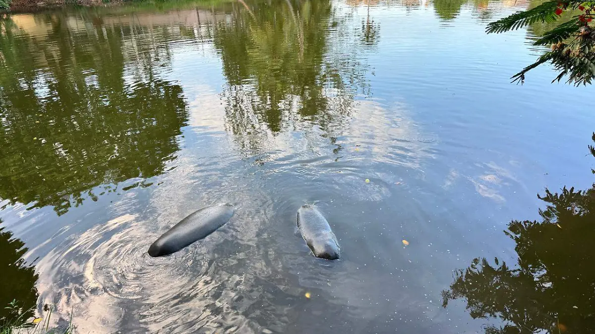 Manatíes en Tabasco
