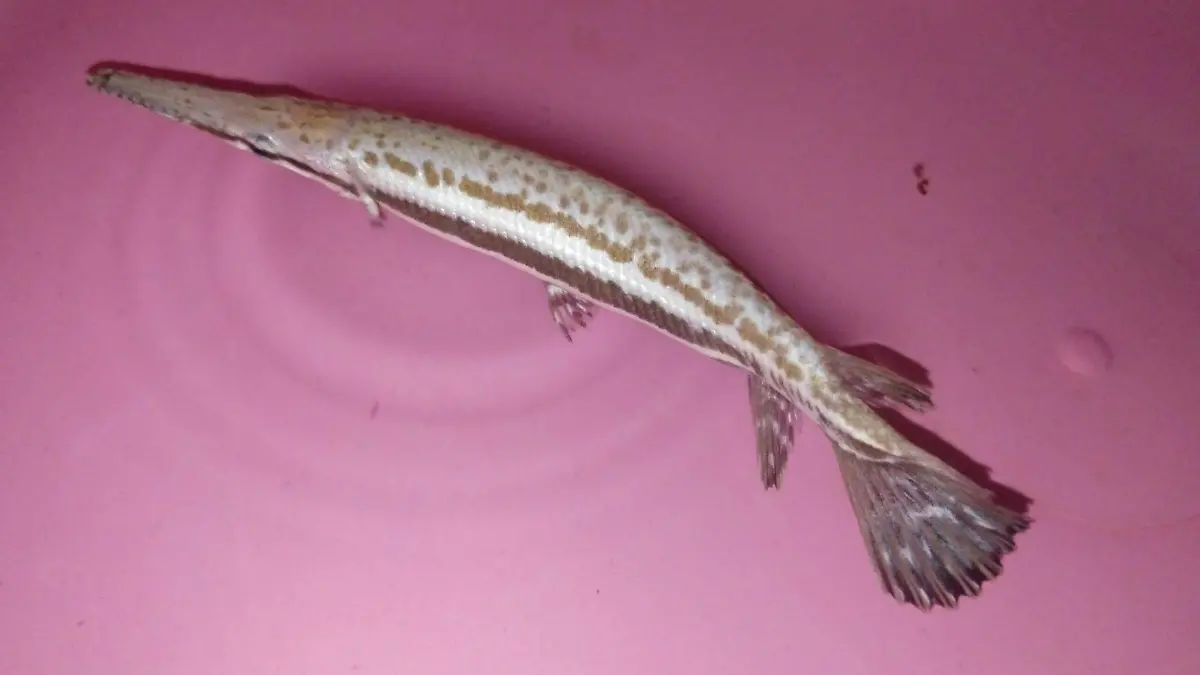 microplasticos, ciencia, pejelagartos, peces, contaminacion, medio ambiente