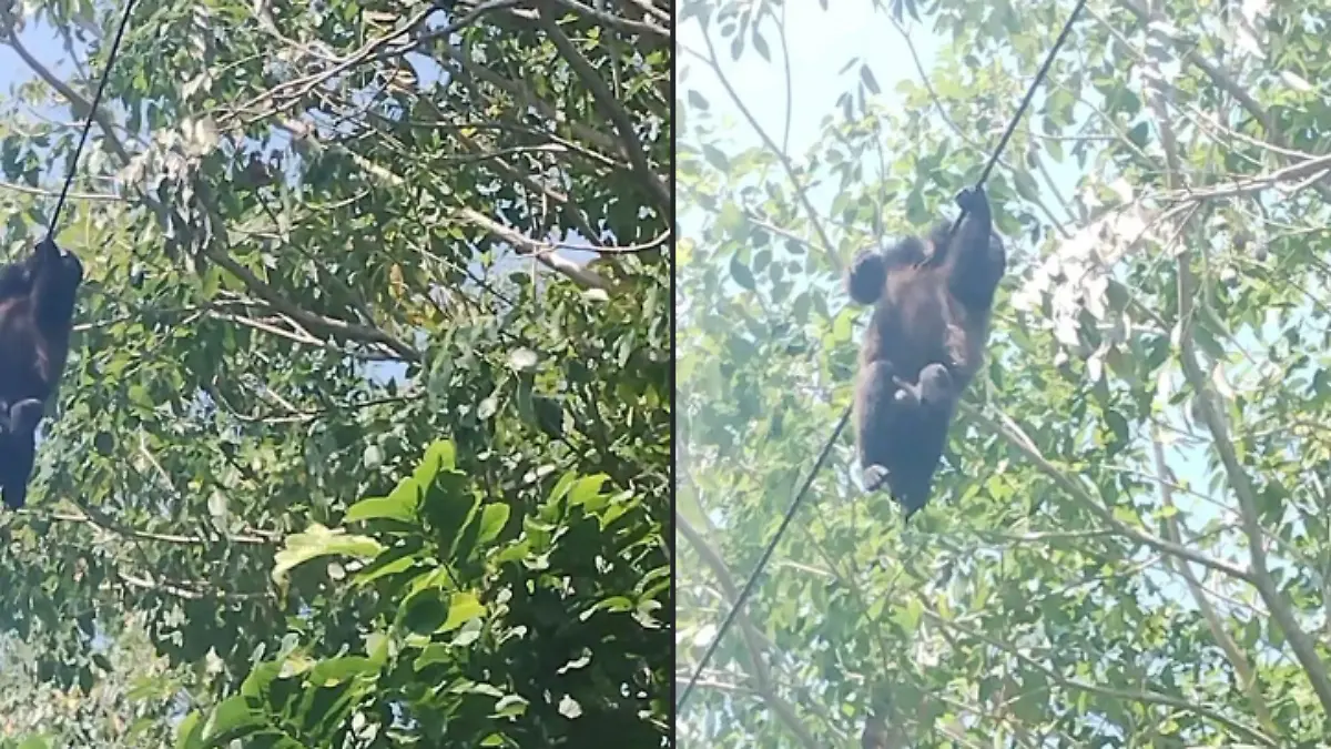 Captura de pantalla 2026-03-15 183553