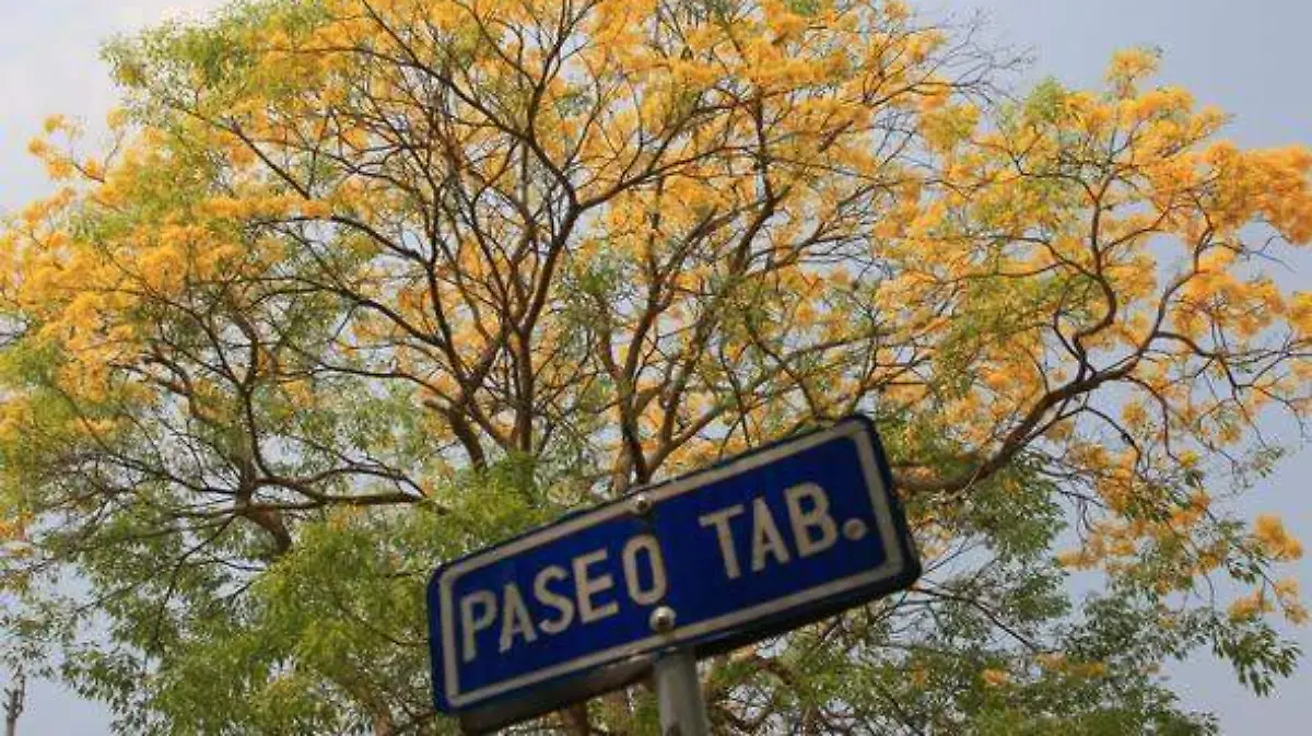 guayacan 1