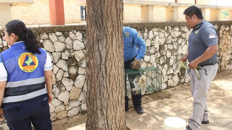 rescate lechuza de campanario