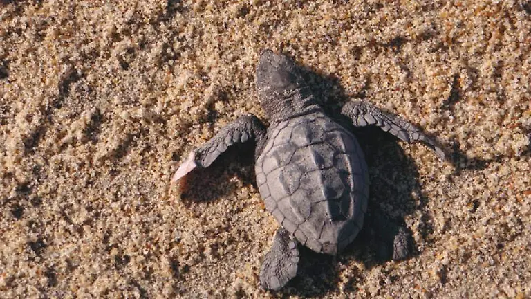 tortuga marina 1_page-0001