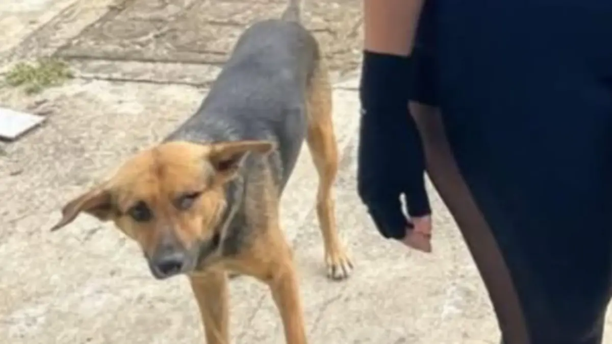 Captura de pantalla 2026-04-05 163915