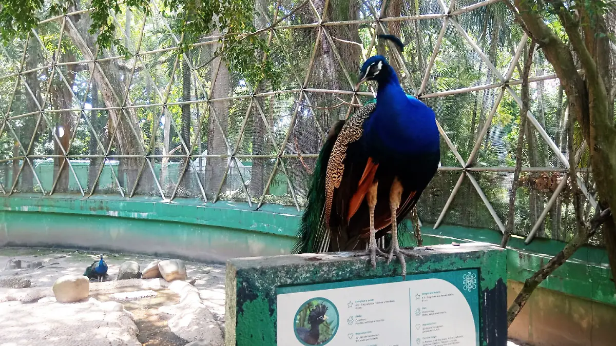 Pavo real-Museo La Venta Tabasco