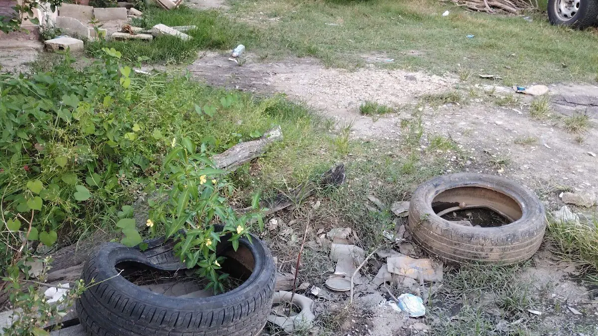 proliferacion mosquitos