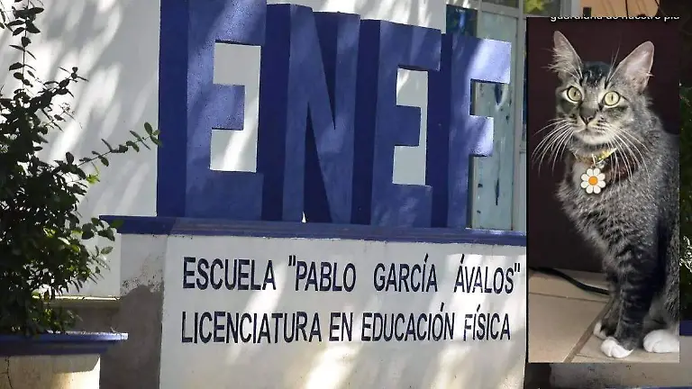 Escuela-Normal-De-Educación-Física-Y-Gatita