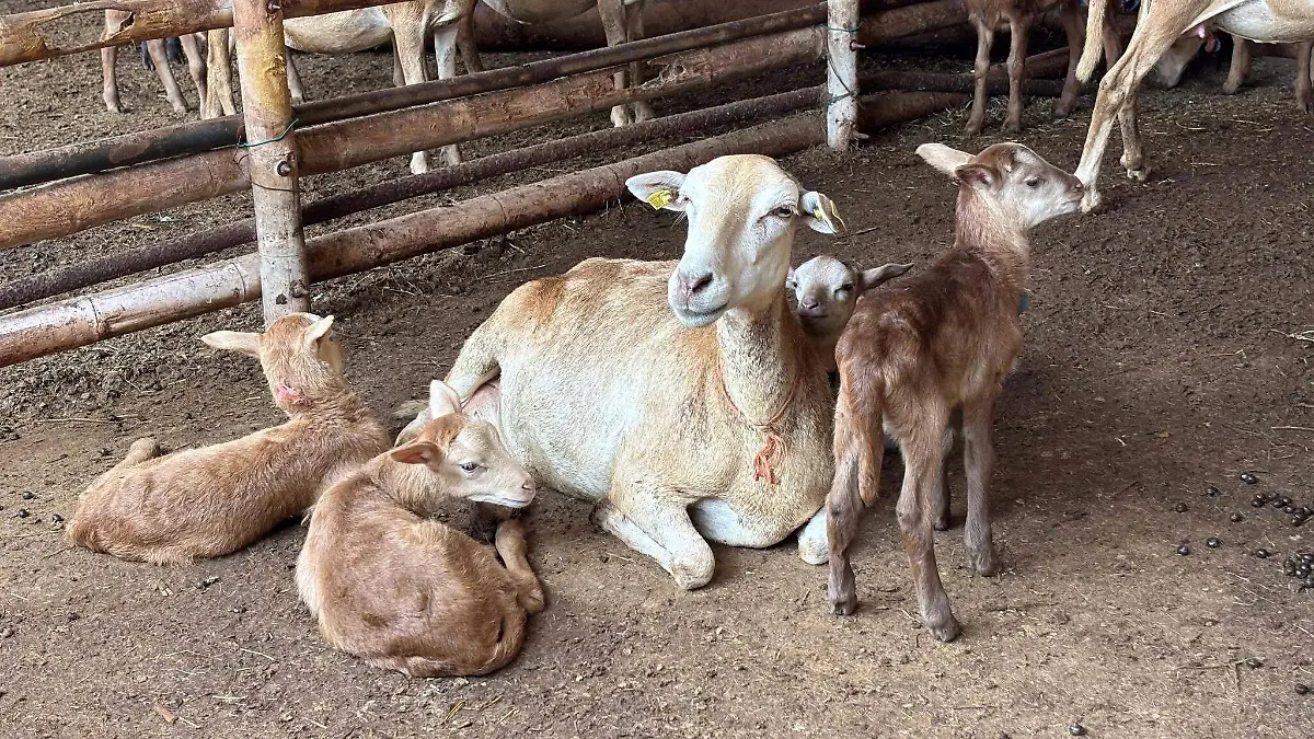 676628508_1279431424370299_8203773774915602596_n