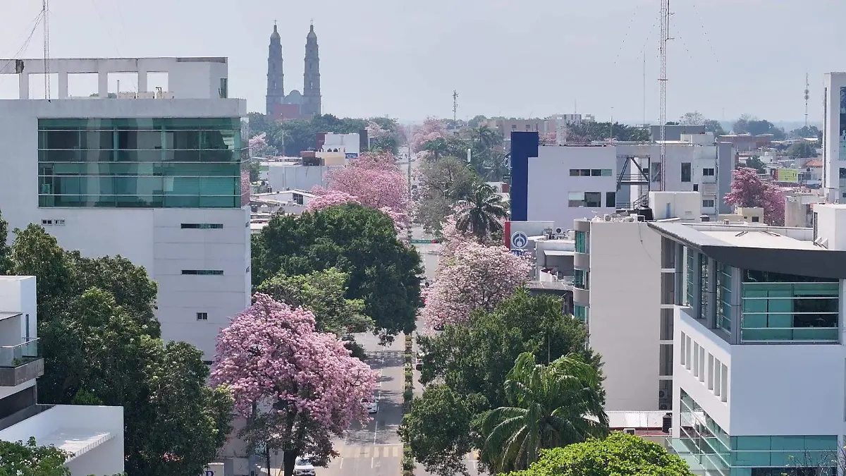Maculis en Villahermosa
