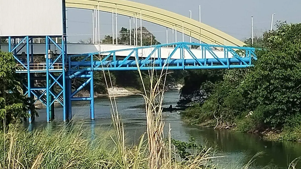 planta carrizal