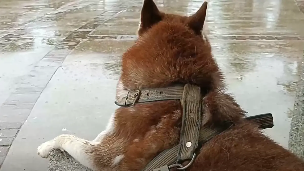 luca (1)