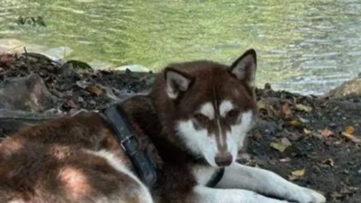 Luca