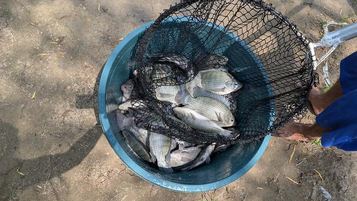 pescando vida1