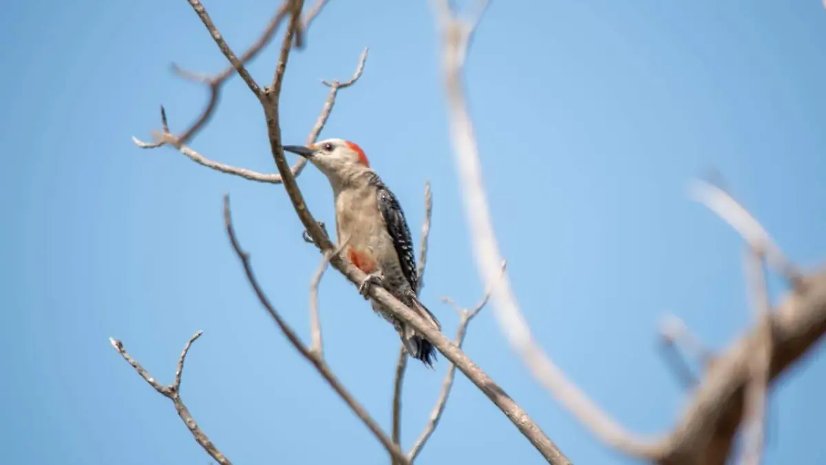 aves tabasco