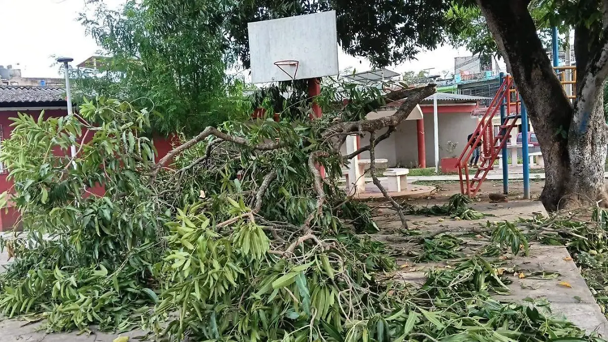 Desmorre de arboles