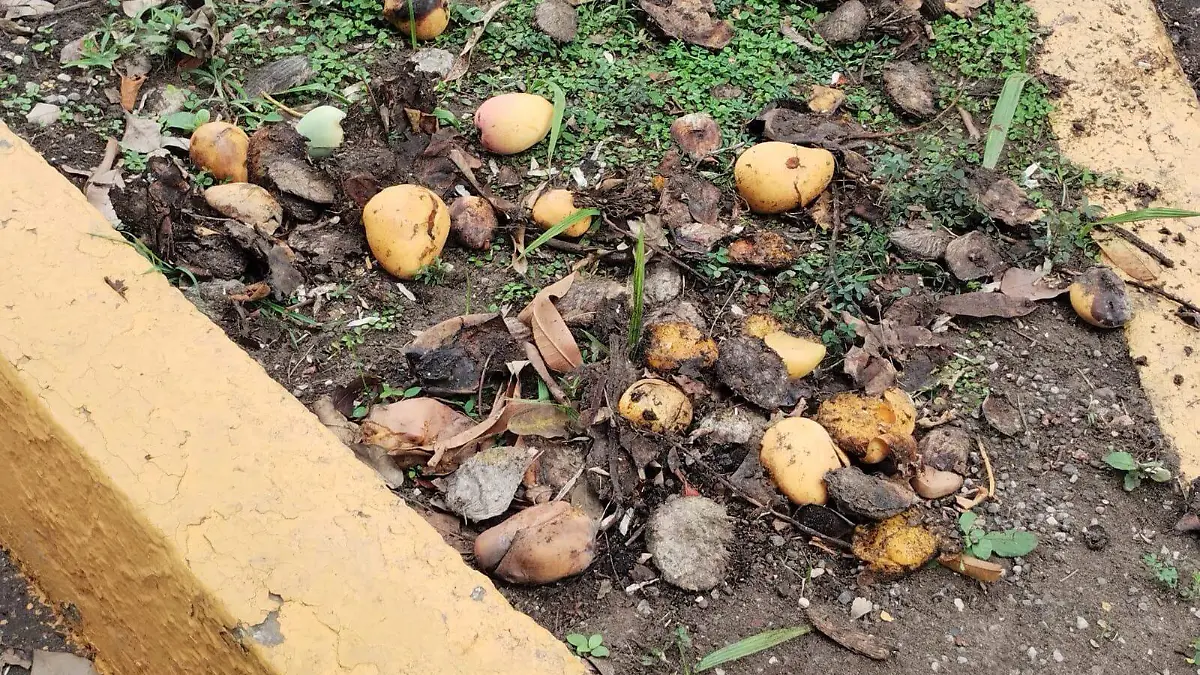 mango desperdiciado d